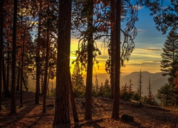 Stany Zjednoczone, Stan Kalifornia, Park Narodowy Yosemite, Drzewa, Las, Wschód słońca, Góry