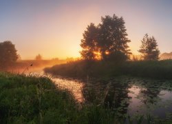 Drzewa w porannej mgle nad rzeką