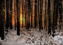 Drzewa w promieniach słońca i ośnieżone krzewy w zimowym lesie