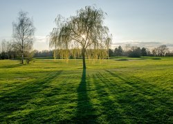 Wiosna, Drzewa, Łąka, Trawa