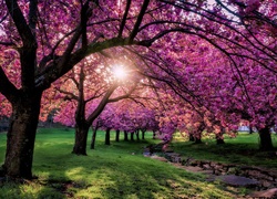 Park, Wiosna, Drzewa, Promienie słońca