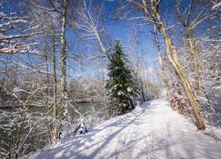 Drzewa w słońcu przy zaśnieżonej ścieżce nad rzeką