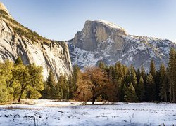 Drzewa w śniegu i szczyt Half Dome