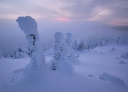 Drzewa w śniegu i we mgle