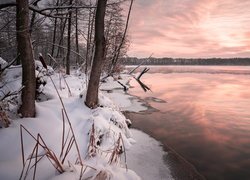 Drzewa w śniegu na brzegu jeziora