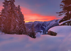 Drzewa w śniegu na tle malowniczego wschodu słońca nad górami