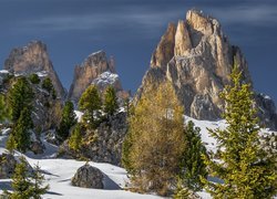 Drzewa w śniegu na tle trzech szczytów Sassolungo Langkofel we włoskich Dolomitach