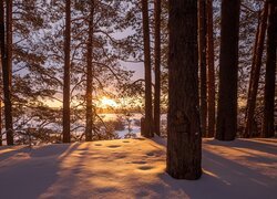 Drzewa w śniegu na tle wschodu słońca