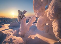 Drzewa w śniegu na tle zatoki Kandałaksza w Rosji