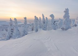 Drzewa w śniegu na wzgórzach