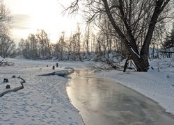 Drzewa w śniegu nad zamarzniętą rzeką