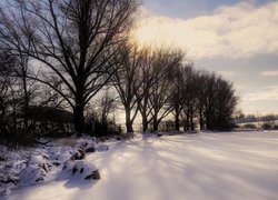 Drzewa w śniegu nad zaśnieżonym stawem