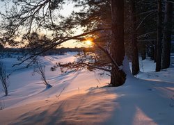 Zima, Śnieg, Drzewa, Poranek