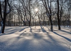 Drzewa w śniegu rozświetlone słońcem