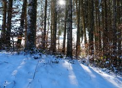 Drzewa w śniegu rozświetlone słonecznym blaskiem