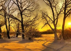 Drzewa w śniegu w blasku porannego słońca