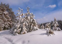 Ośnieżone, Drzewa, Zima, Świerki, Niebo