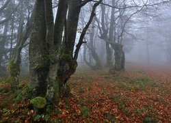 Las, Jesień, Drzewa, Opadłe, Liście, Mgła