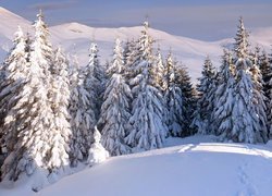 Drzewa w zaspach i ślady na śniegu