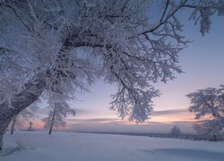 Zima, Śnieg, Ośnieżone, Drzewa, Gałęzie, Niebo