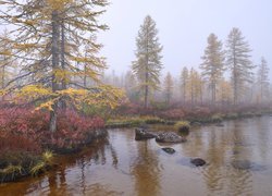 Drzewa, Krzewy, Jezioro Jack London, Kamienie, Mgła, Kołyma, Obwód magadański, Rosja