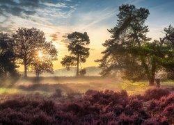 Wrzosowisko, Drzewa, Wschód słońca, Mgła, Strijbeekse heide, Brabancja, Holandia