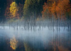 Drzewa we mgle nad rumuńskim jeziorem Lacul Cuejdel