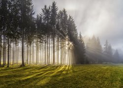 Drzewa we mgle rozświetlone słońcem
