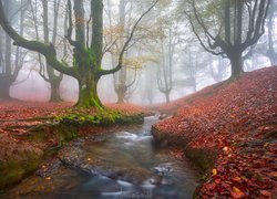 Hiszpania, Kraj Basków, Park Narodowy Gorbea, Mgła, Opadłe, Liście, Las, Drzewa, Rzeczka, Strumyk, Jesień