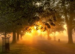 Drzewa we mgle w słonecznym blasku