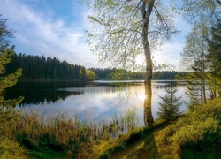 Drzewa wokół jeziora porośniętego trzciną