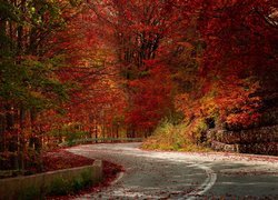 Jesień, Las, Drzewa, Czerwone, Liście, Droga, Zakręt