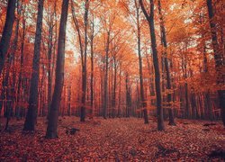 Jesień, Las, Drzewa, Opadłe, Liście
