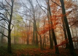 Jesień, Las, Drzewa, Kolorowe, Liście, Mgła, Poranek