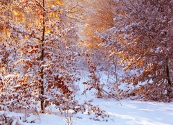 Drzewa z suchymi liśćmi pokryte śniegiem