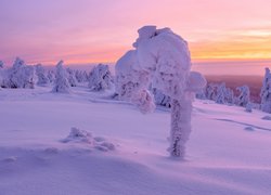 Śnieg, Zima, Ośnieżone, Drzewa, Zachód słońca