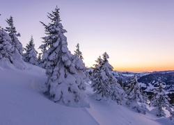 Drzewa zimą na górze Trogenegg w Szwajcarii