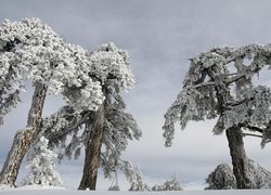 Drzewa zimową porą