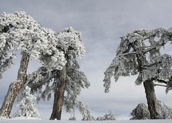 Zima, Śnieg, Drzewa, Ośnieżone