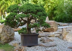 Drzewko, Bonsai, Gałązki, Donica, Kamienie