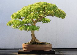 Drzewko bonsai w płaskiej donicy