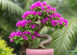 Drzewko bonsai z purpurowymi kwiatami na tle liści palmy