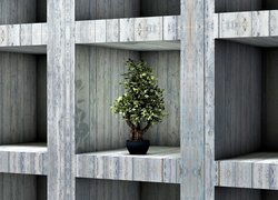 Drzewko, Bonsai, Półki