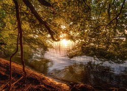 Drzewko nad brzegiem jeziora o poranku