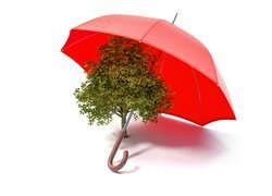 Drzewko pod czerwonym parasolem na białym tle