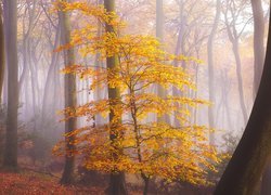 Drzewko z żółtymi liśćmi w zamglonym lesie