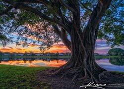 Stany Zjednoczone, Floryda, Palm Beach Gardens, Park Stanowy Lake Catherine, Drzewo figowe, Jezioro