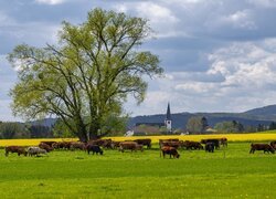 Drzewo i krowy na pastwisku w dolinie Wittlicha w Niemczech