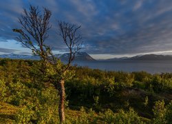 Góry, Fiord Lyngenfjorden, Drzewo, Krzewy, Norwegia