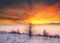 Drzewo i krzewy w śniegu na tle porannej mgły nad górami